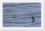 vesipaaskyt Red-necked Phalaropes  9310 * 1112 x 696 * (500KB)